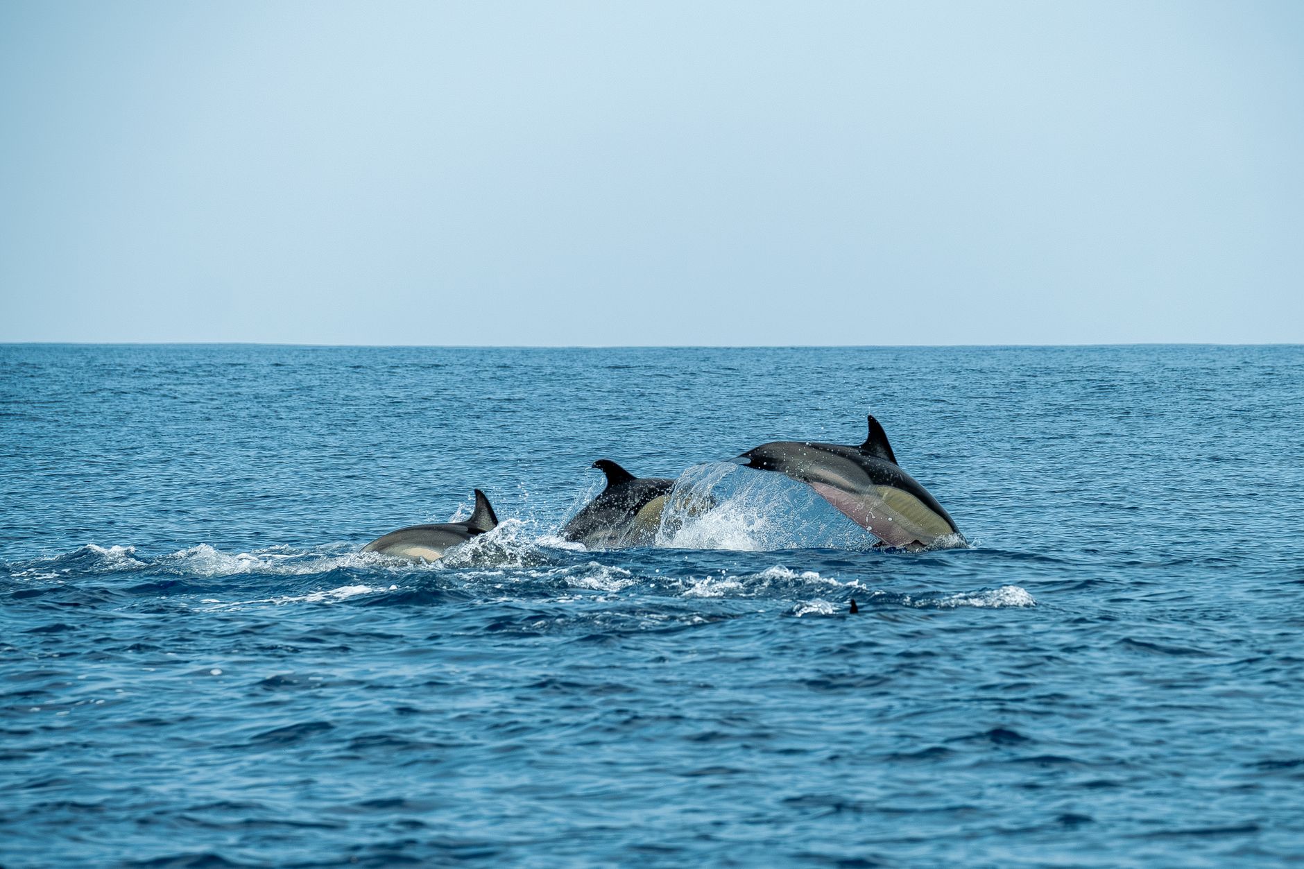 A group of common dolphins swimming alongside a whale-watching boat in the Azores